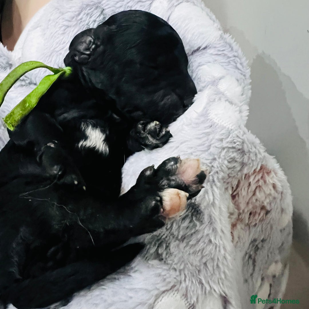 Cockapoo dogs for sale: Beautiful Cockapoo Puppies – 6 Boys & 2 Girls - Advert 20