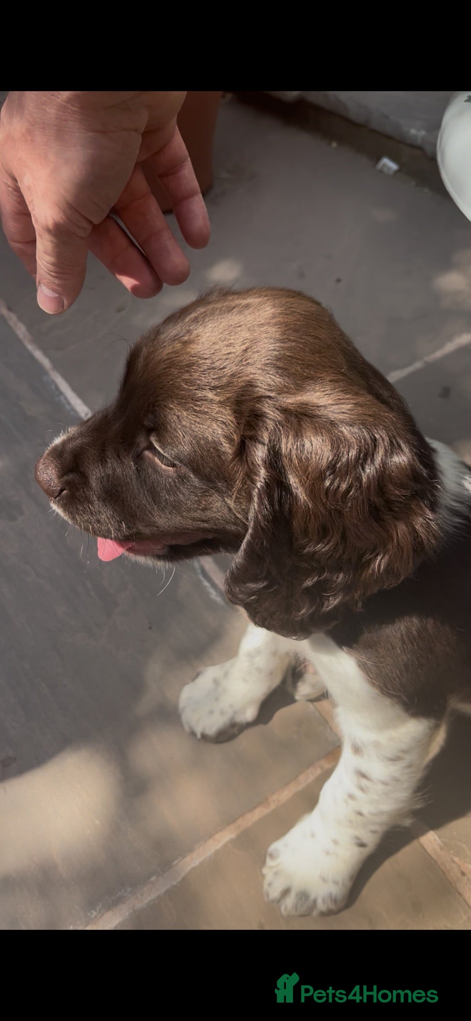 English Springer Spaniel dogs GORGEOUS ENGLISH SPRINGER SPANIEL PUPPIES - Advert 2