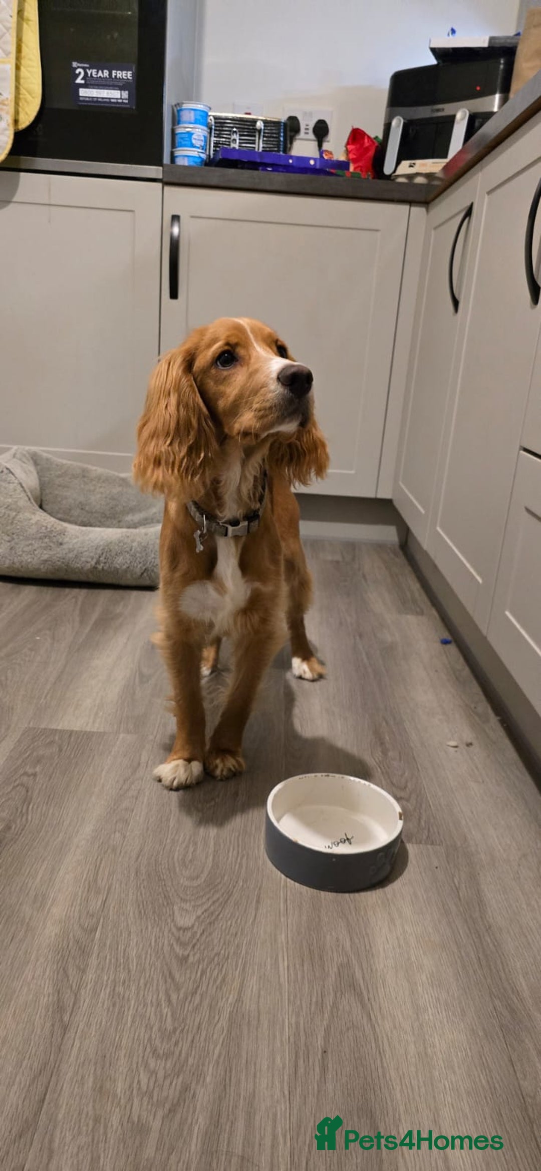 Cocker Spaniel dogs for sale: Red cocker spaniel - Advert 1