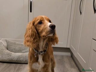 Cocker Spaniel dogs Red cocker spaniel - Advert 1