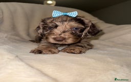 Cockapoo dogs for sale: F1 Cockapoo puppies  - Image 1