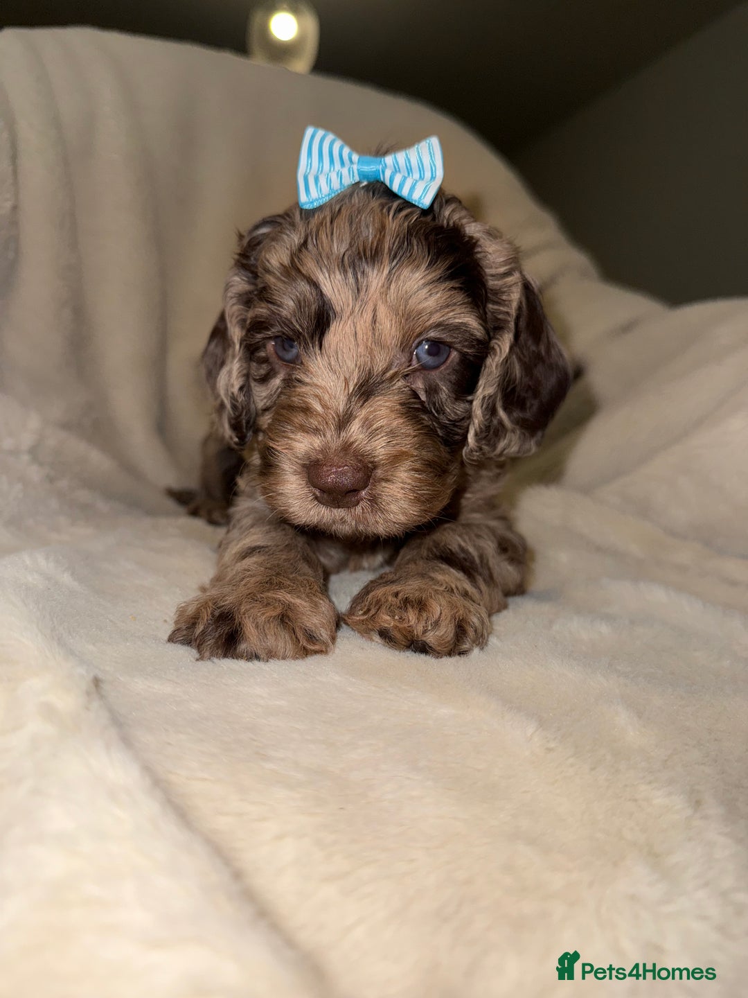 Cockapoo dogs for sale: F1 Cockapoo puppies  - Image 1