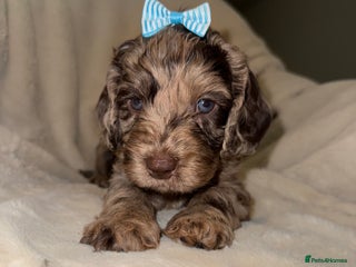 Cockapoo dogs - Advert 35