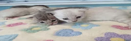 Bengal cats for sale: F6 TICA RG BENGALS  - Advert 27