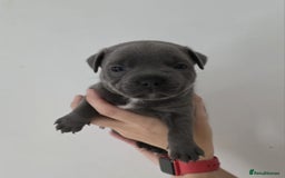 Staffordshire Bull Terrier dogs for sale: 4 Chunky blue pups - Image 8