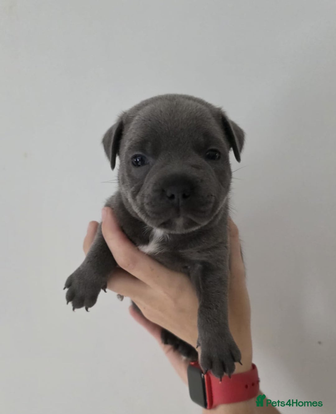 Staffordshire Bull Terrier dogs for sale: 4 Chunky blue pups - Image 8