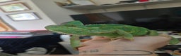 Chameleon reptiles for sale: Yemen and full setup - Advert 4