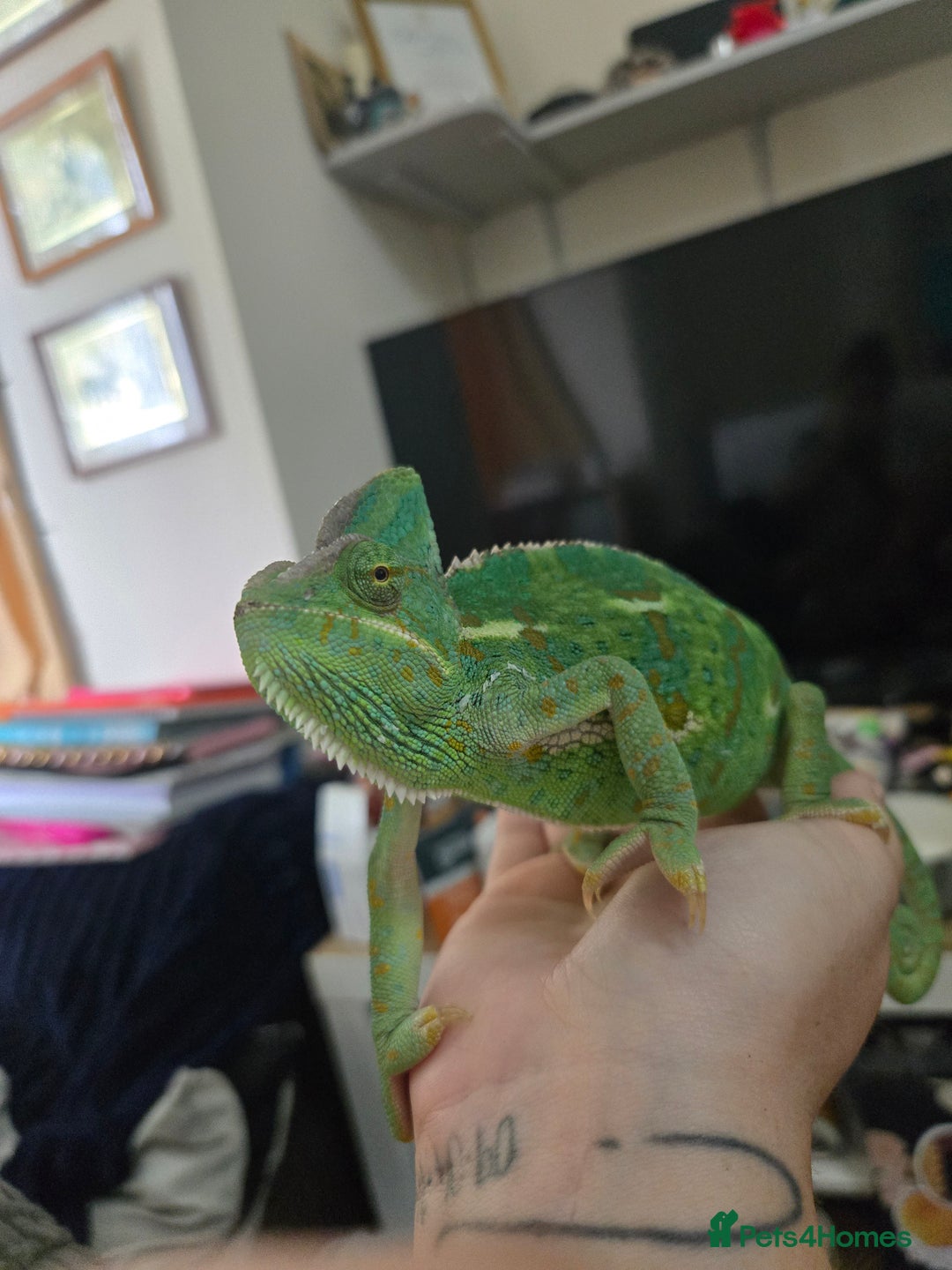 Chameleon reptiles for sale: Yemen and full setup - Advert 4