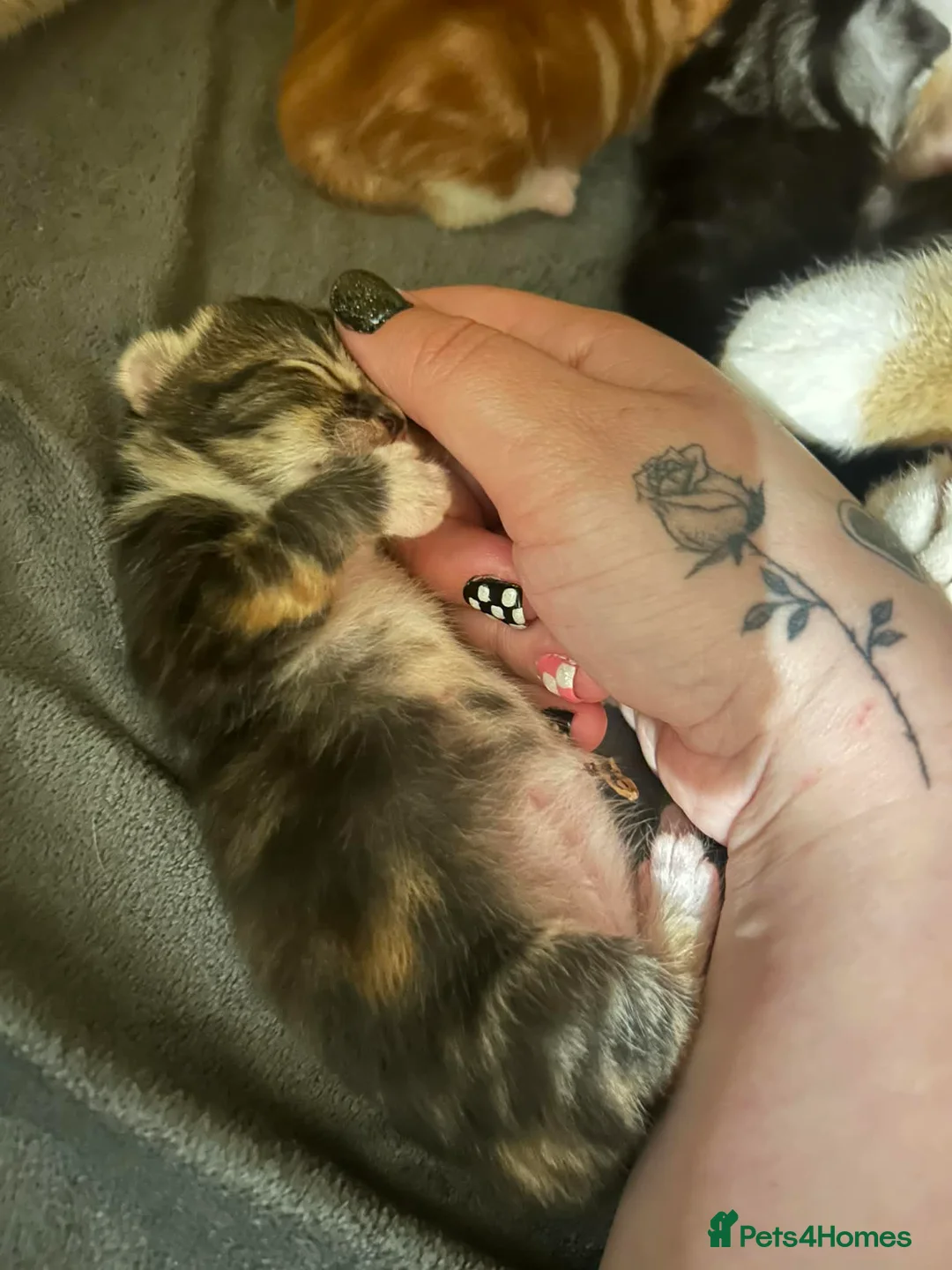 Mixed Breed cats for sale: 8 beautiful kittens 5 male 3 female in Eastleigh - Advert 8