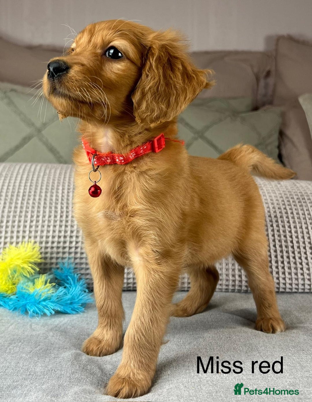 Goldendoodle dogs for sale: Hereditary clear mum. Fully hip elbow and DNA Dad. - Image 38