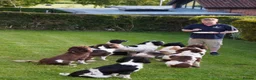 English Springer Spaniel dogs for sale: Beautiful Springer Spaniel Puppies For Sale  - Advert 16