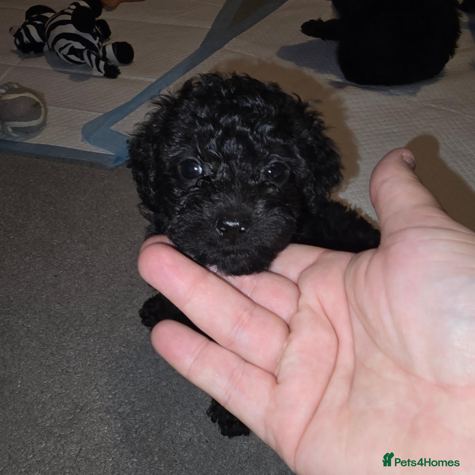 Shihpoo dogs 🐶 Gorgeous F1B Shihpoo Puppies - Family Raised 💕 - Advert 1