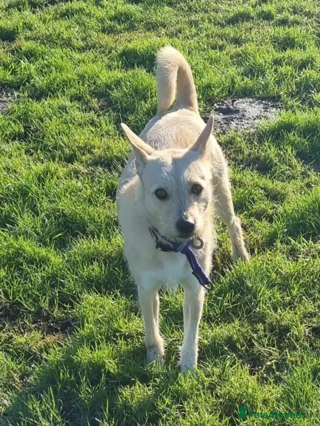 Mixed Breed dogs for adoption: Val - Norwich Norfolk  in Norwich - Advert 7