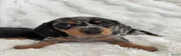 Miniature Dachshund dogs for sale: Miniature Dacshund’s  - Advert 10