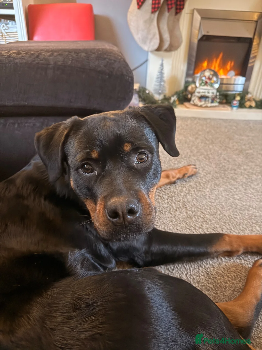 Rottweiler dogs for sale: Lana, 18 months old female in Congleton - Advert 4