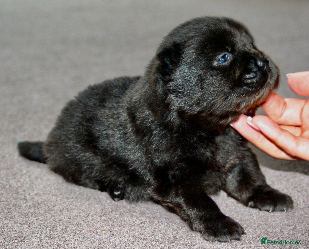 Chow Chow dogs for sale: Chow chow puppies ready to go 20th jan - Advert 11