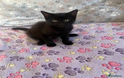 Mixed Breed cats for sale: Mixed breed adorable kittens in Waltham Cross - Image 3