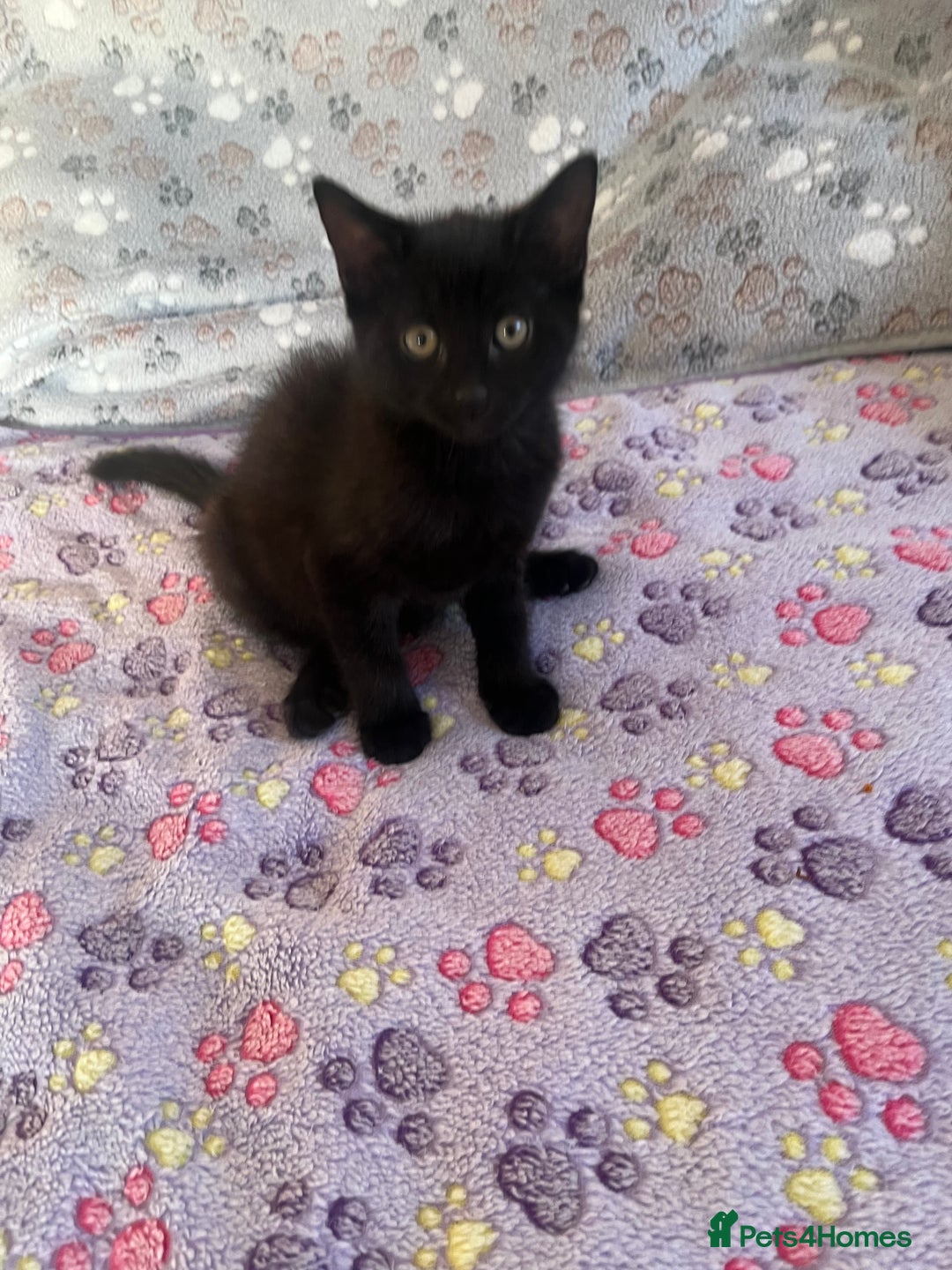 Mixed Breed cats for sale: Mixed breed adorable kittens in Waltham Cross - Image 3