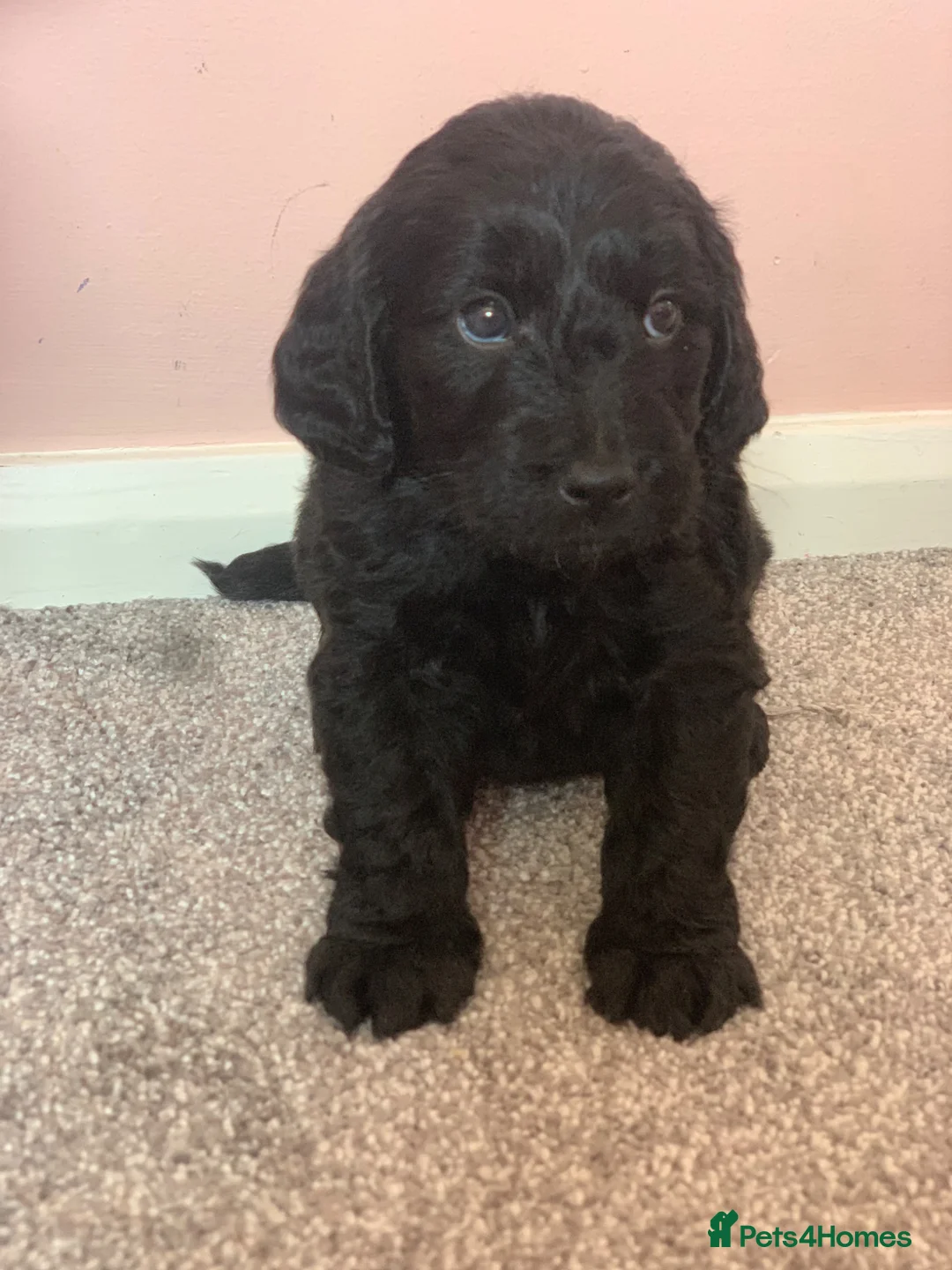 Mini Goldendoodle dogs for sale: Fully vaccinated - Mini golden doodles  - Advert 2
