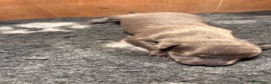 Whippet 2