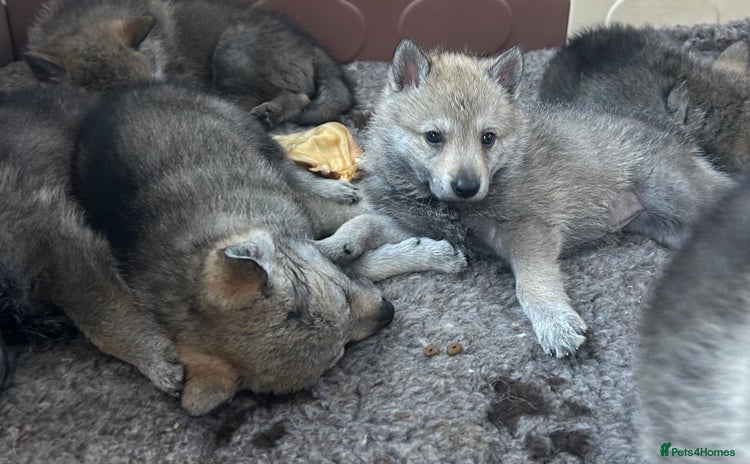 Saarloos Wolfdog dogs Czechoslovakian wolfdog ( vlciak) IKC reg litter  - Advert 2