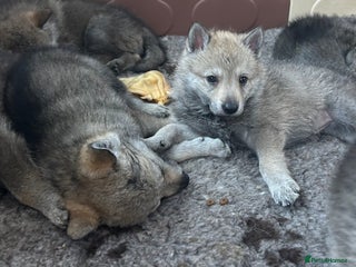 Saarloos Wolfdog dogs Czechoslovakian wolfdog ( vlciak) IKC reg litter - Advert 5