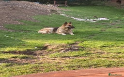 German Shepherd dogs for sale: 💖 Loyal Female German Shepherd For sale  - Image 5