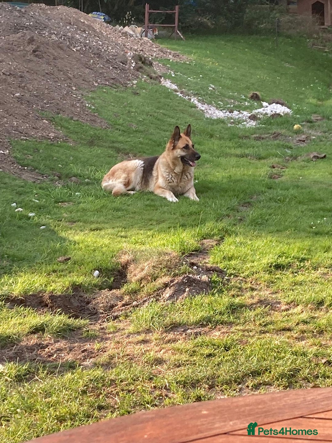 German Shepherd dogs for sale: 💖 Loyal Female German Shepherd For sale  - Image 5