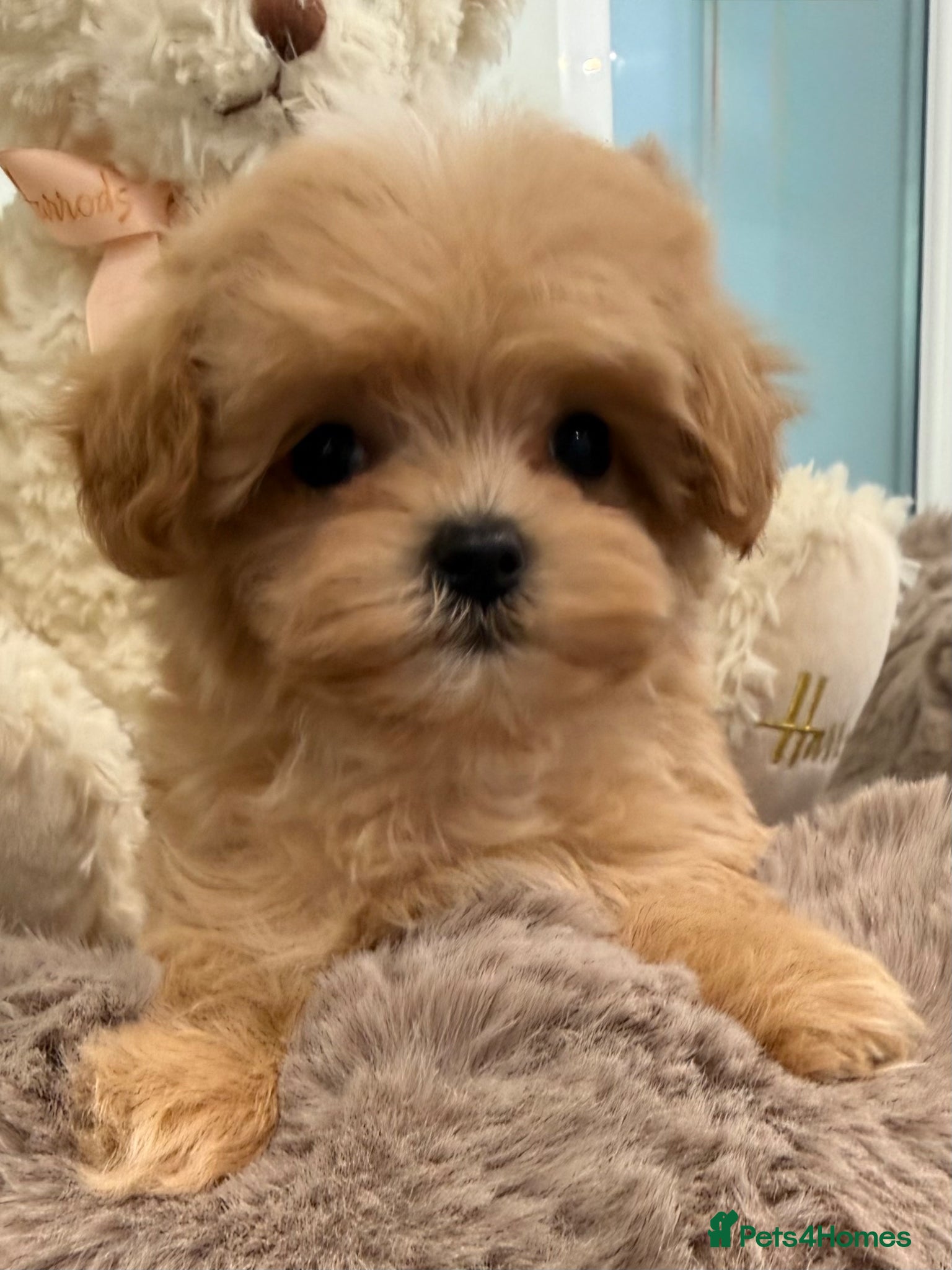 Maltipoo dogs 7 beautiful girls. F1. DNA clear & health tested.  - Advert 11