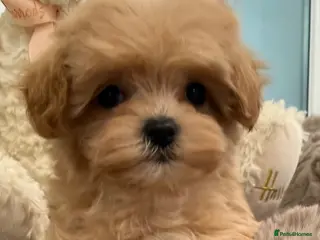 Maltipoo dogs 7 beautiful girls. F1. DNA clear & health tested. - Advert 11