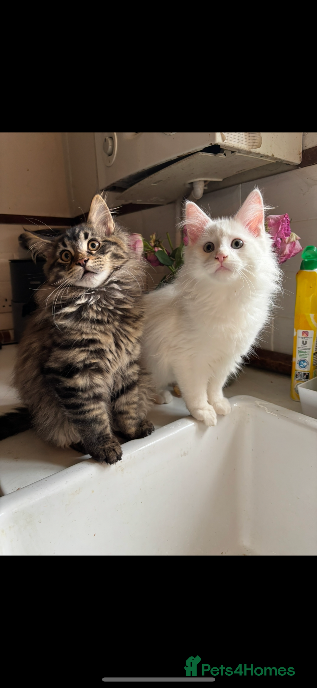 Maine Coon cats for sale: Stunning rare Maine coons  - Advert 6