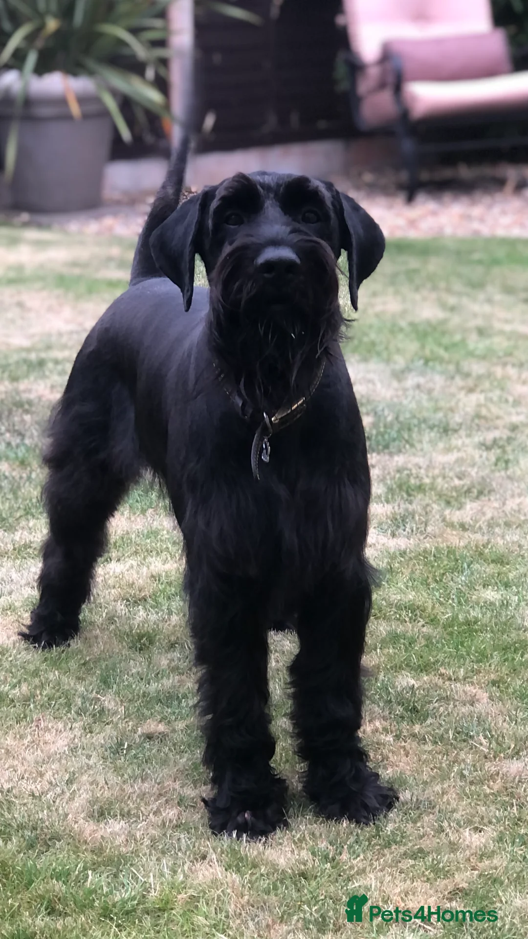 Schnauzer dogs for sale: Standard schnauzer aged 2 1/2 Boy  - Advert 2
