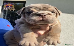 English Bulldog dogs for sale: QUALITY ENGLISH BULLDOG PUPPIES - Image 5