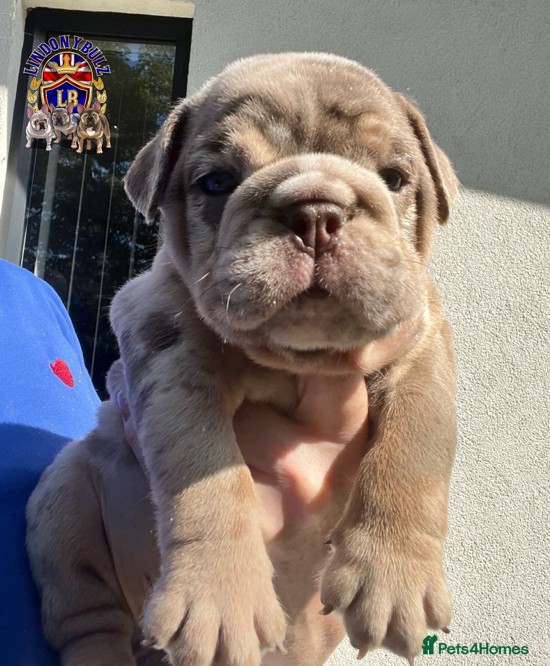 English Bulldog dogs for sale: QUALITY ENGLISH BULLDOG PUPPIES - Image 5