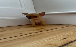 Chihuahua dogs for sale: ADORABLE SUPER TINY CHIHUAHUA PUPPIES - Image 18