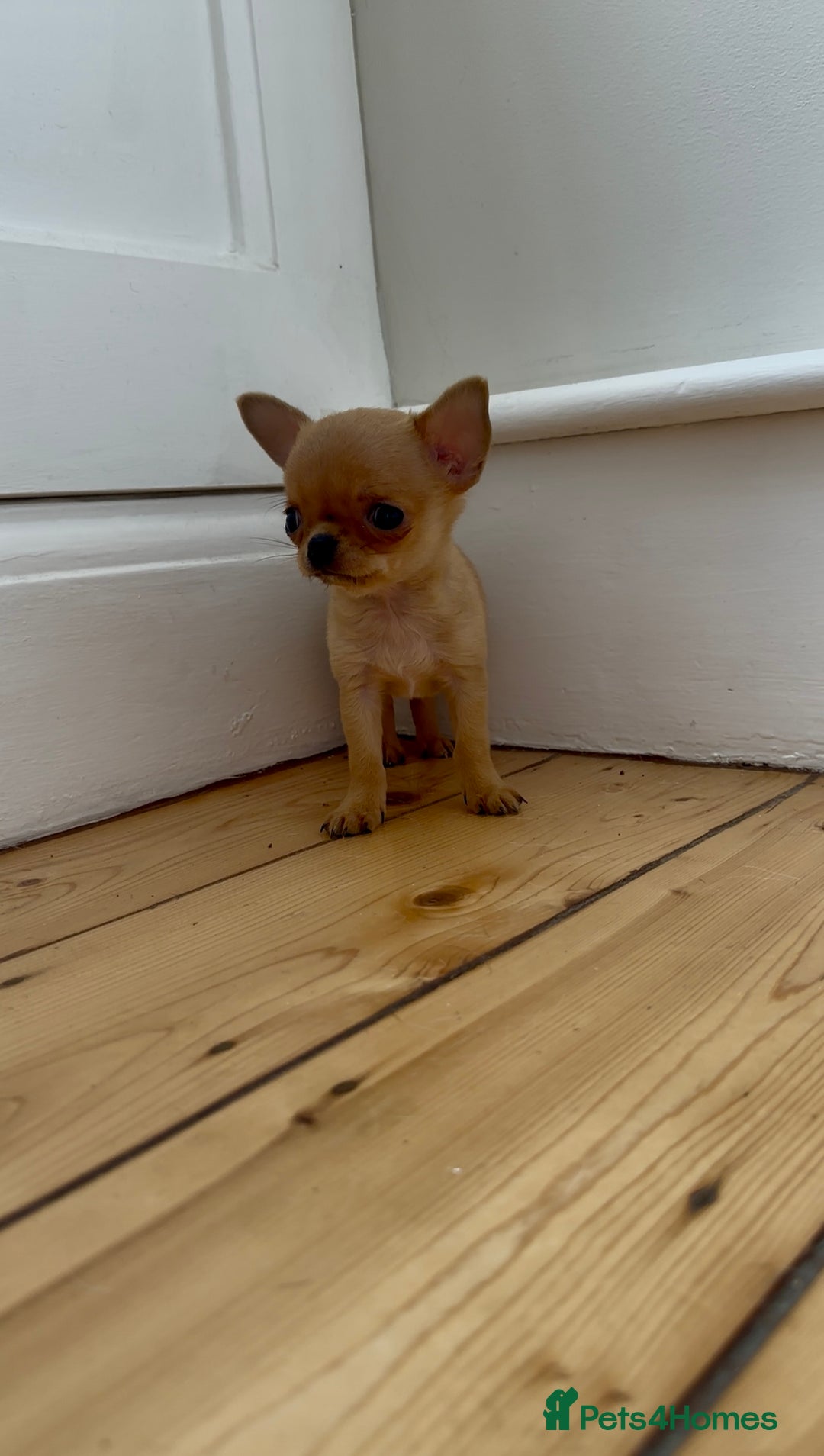 Chihuahua dogs for sale: ADORABLE SUPER TINY CHIHUAHUA PUPPIES - Image 18