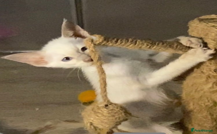 Oriental cats - Advert 1