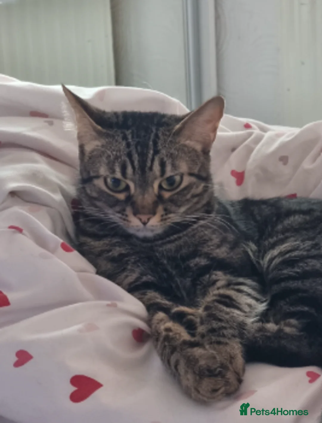 Mixed Breed cats for sale: 🐾 Adorable Kittens  - Advert 11