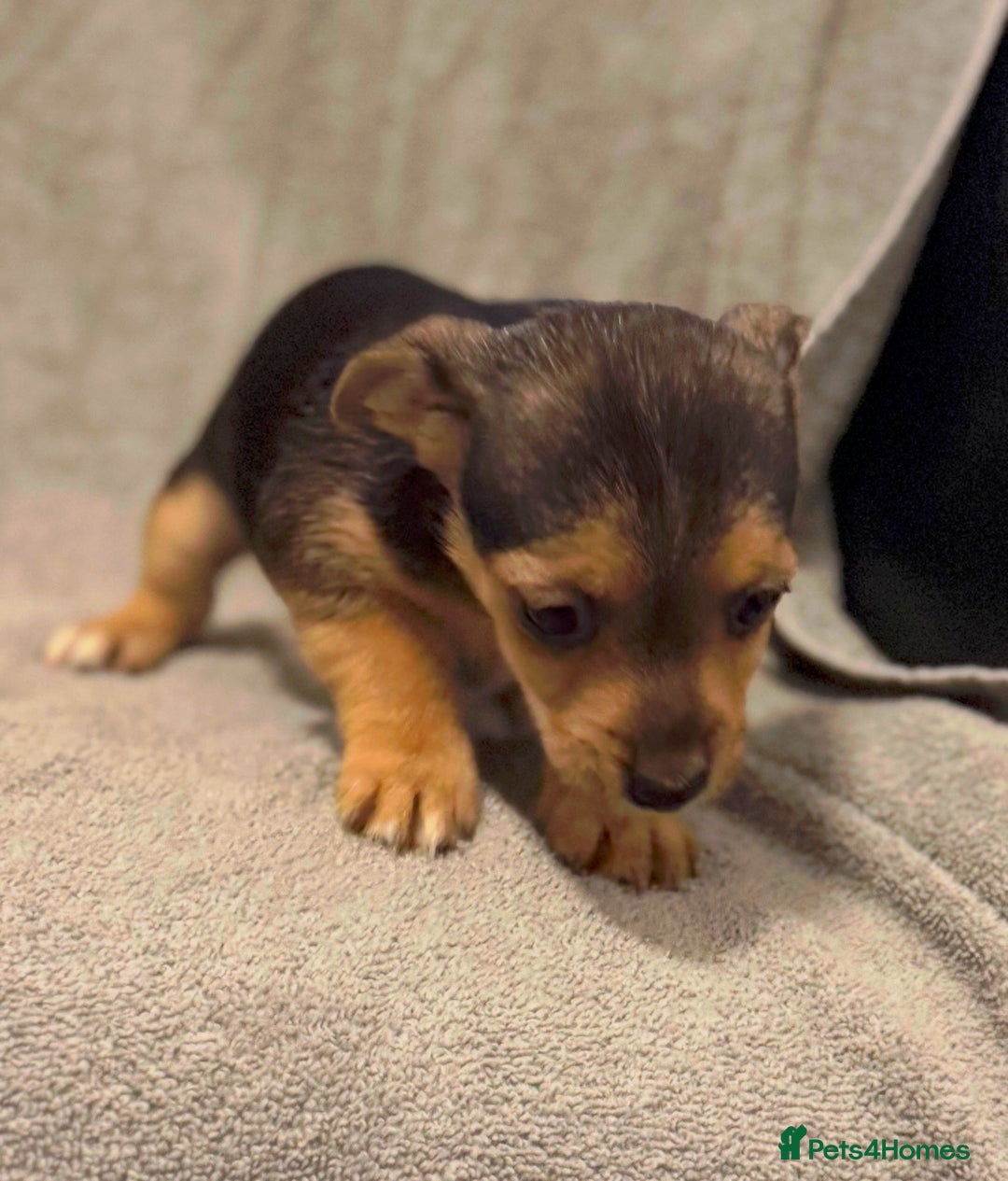 Jack Russell dogs for sale: Jack Russel puppies  - Image 11