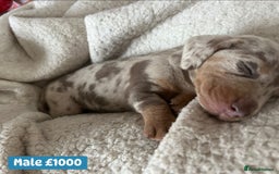 Miniature Dachshund dogs for sale: Miniature dachshund puppies excellent quality  - Image 4