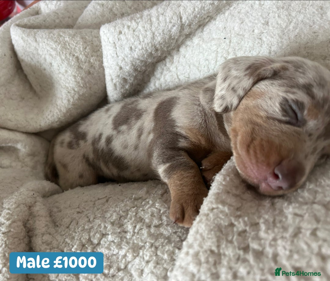 Miniature Dachshund dogs for sale: Miniature dachshund puppies excellent quality  - Image 4