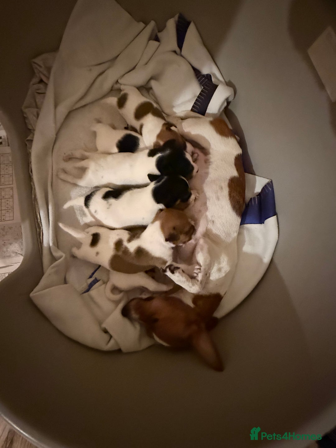 Jack Russell dogs for sale: Jack Russell puppies  - Image 1