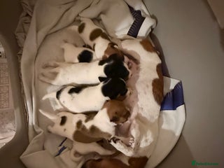 Jack Russell dogs for sale - Advert 1