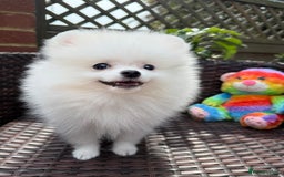 Pomeranian dogs for sale: Pom bears looking for loving homes❤️ - Image 14