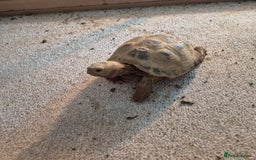 Tortoise reptiles for sale: Horsfield tortoise - Image 4