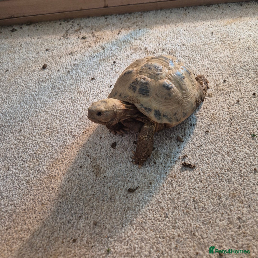 Tortoise reptiles for sale: Horsfield tortoise - Image 4