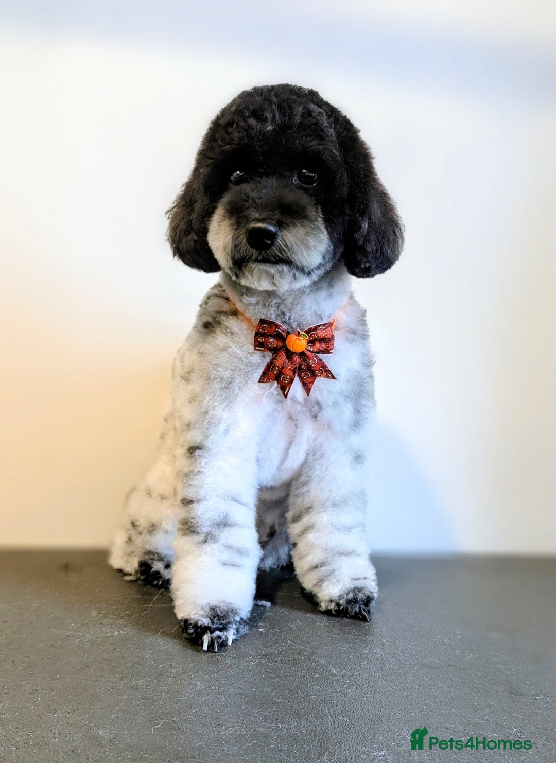 Miniature Poodle dogs for stud: Merle Miniature Poodle at Stud - Advert 3