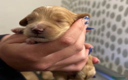 Cockapoo dogs for sale: F2 cockapoo’s for sale! 🌟  - Advert 22