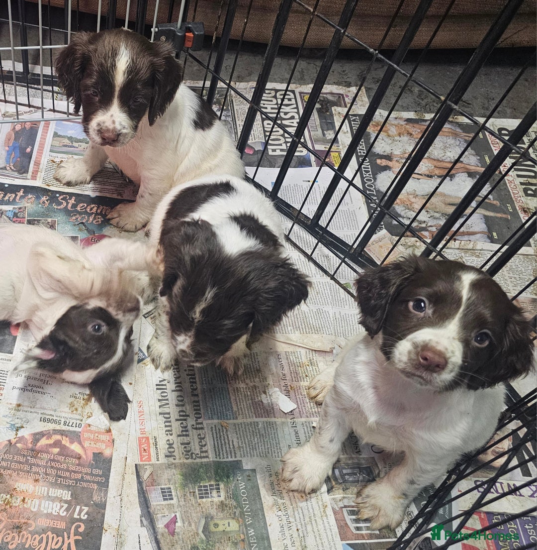 English Springer Spaniel dogs for sale: Working Springer Spaniel Pups L/w - Advert 2