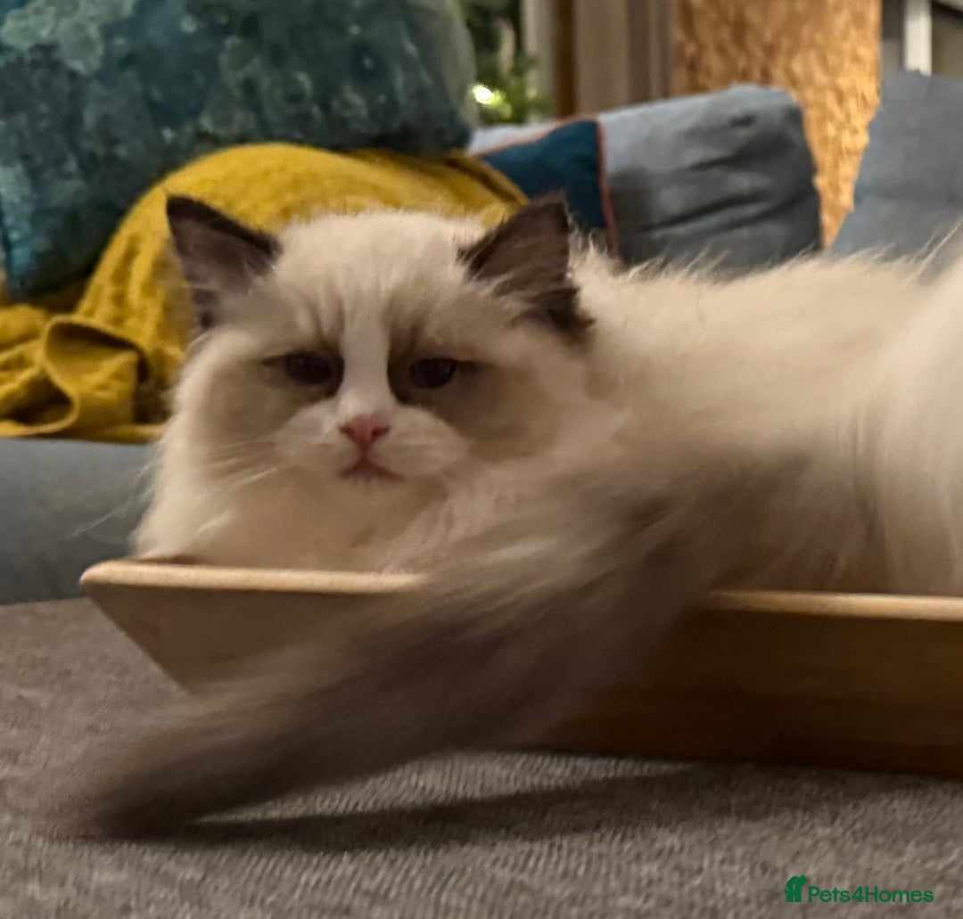 Ragdoll cats for sale: Stunning GCCF/TICA Purebred Reg Ragdoll Kittens - Advert 11